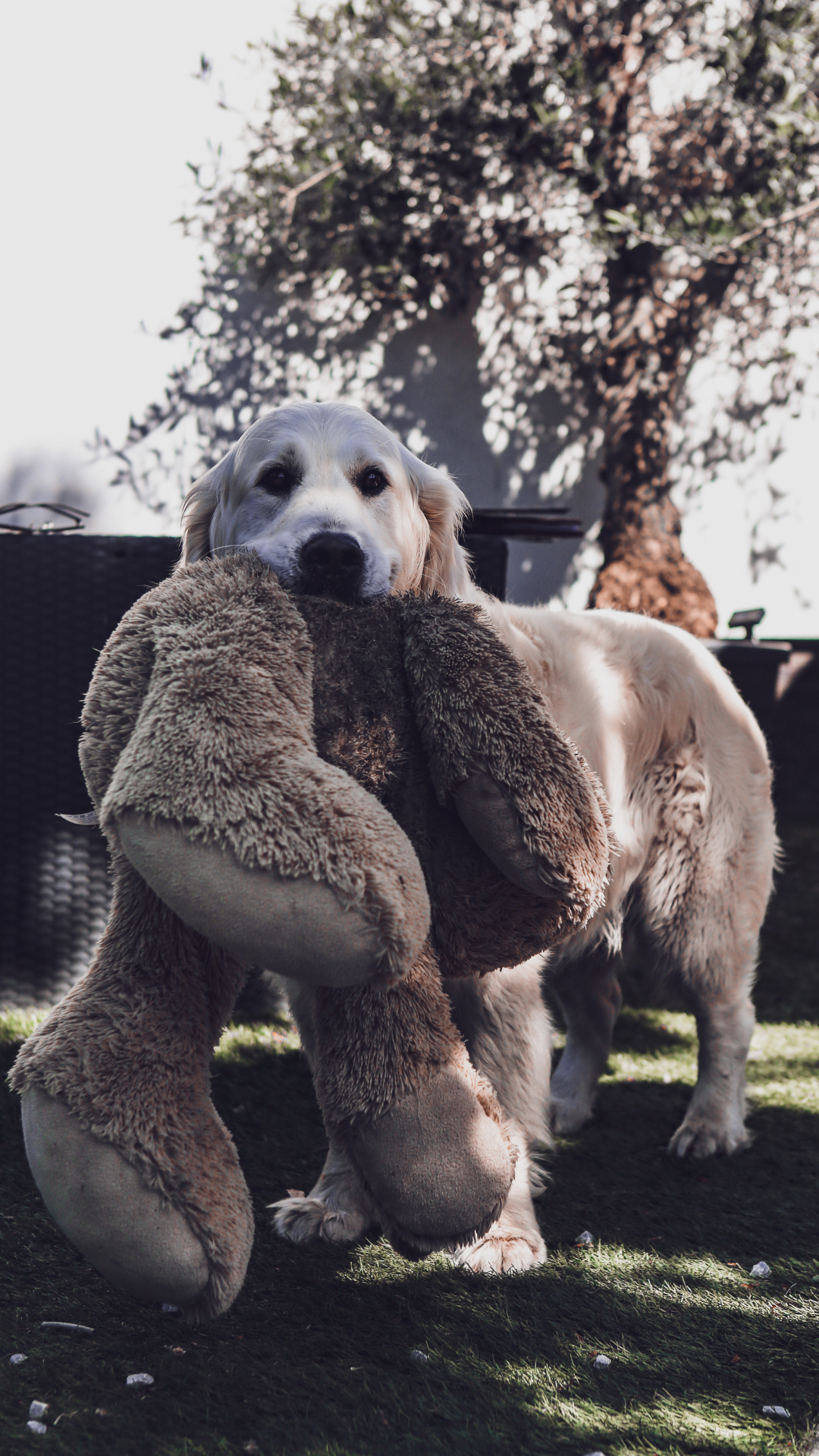 Witte Foto Dier Collage Dieren Hond Huisdier Story Instagram (1)